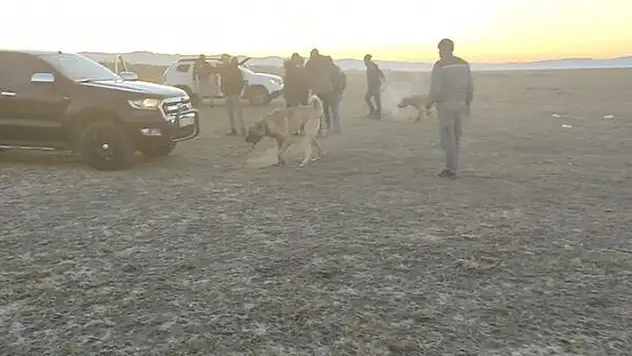 Kayseri'de köpek dövüştüren 37 kişiye 150 bin 35 lira ceza uygulandı
