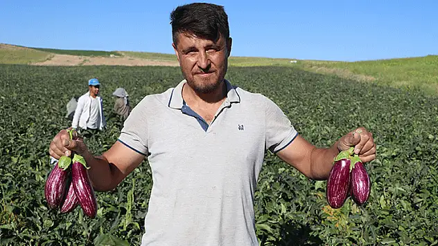 Kayseri'nin coğrafi işaretli Yamula patlıcanında hasat başladı