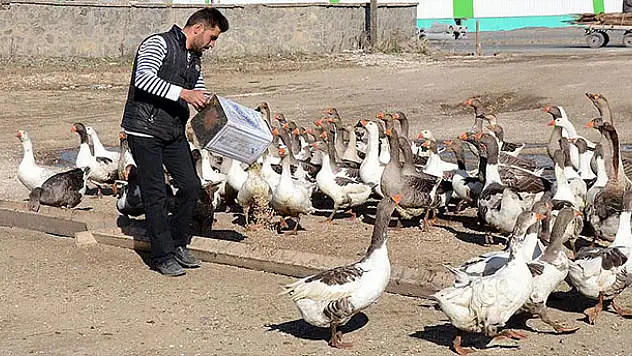 Kazlar lezzet düşkünleri için besiye alındı