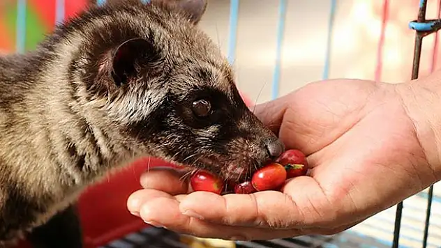 Kedi dışkısından üretilen kahvenin kilosu bin dolara satılıyor