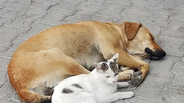 Kedi ile köpeğin dostluğu görenleri hayrete düşürüyor