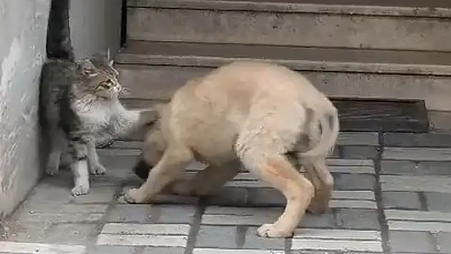 Kedi ile köpek patileriyle birbirini sevdi
