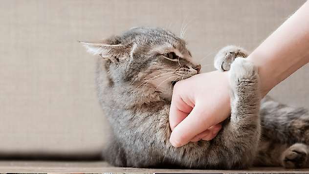 Kedi tırmığı hastalığı uyarısı! Görme kaybına yol açabilir
