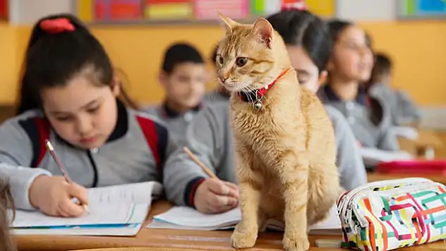 Kedi 'Tombi' sınıfa döndü