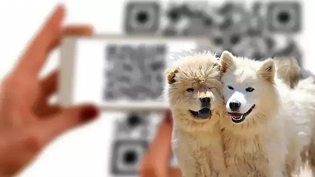 Kedi ve köpekler için istenen kuduz testlerine QR kodlu doğrulama
