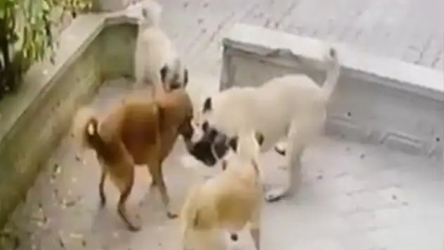 Kediye saldıran köpek sürüsü kameraya yansıdı