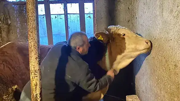 Kendisini yaralayan boğasını sarılıp öptü 'Hayvanlarım nazara geldi'
