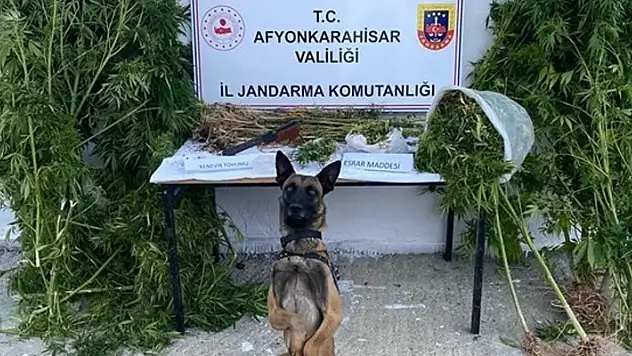 Keneviri ekti, yetiştirdi, hasat ederken suçüstü yapıldı! 
