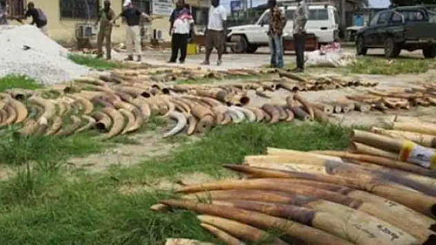 Kenya'da 15 ton fil dişi yakıldı