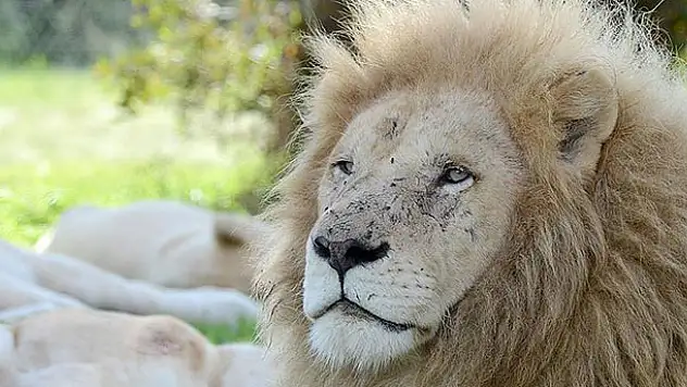 Kenya'da doğal yaşam parkından kaçan aslanlar geri döndü