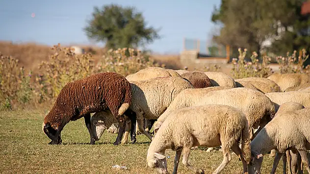 Keşan'da çiçek ve şarbon hastalığı nedeniyle hayvanların meraya çıkartılması yasaklandı
