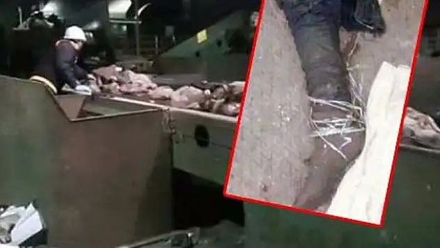 Kesik bacaktan 'çekiçli' vahşet çıktı