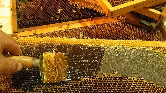 Kestane balı kovandan çıkmadan satıldı