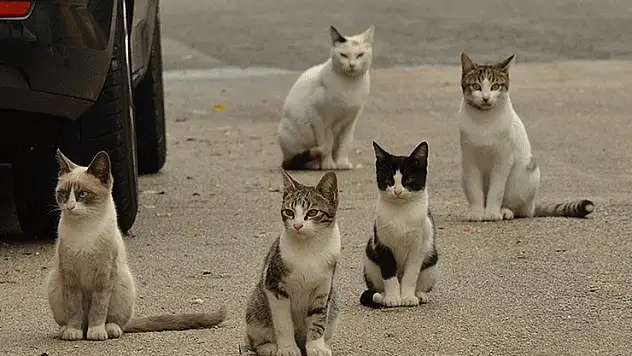 Kıbrıs'ta sokak kedileri insanları geçti