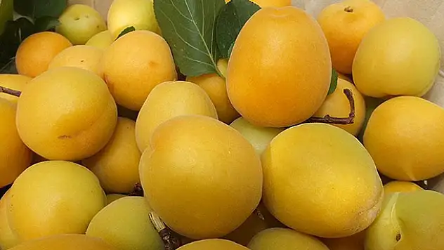 Kilogramı 50 liradan 6 liraya düştü