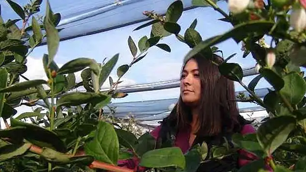Kilosu 160 TL'den Alıcı Bulan Yaban Mersinlerini Çocuklarından Ayırt Etmiyor