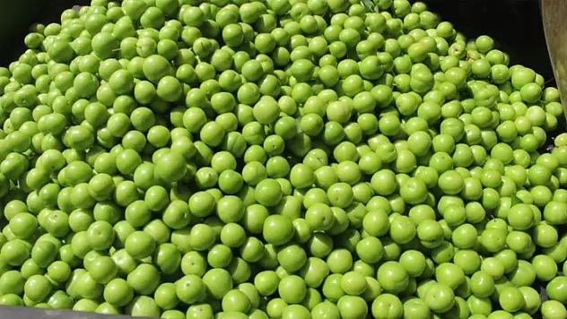 Kilosu 50 ile 350 TL arasında: Mersin'de açıkta erik hasadı başladı
