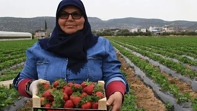 Kilosu 50 TL'ye kadar düştü: Çilekte açıkta hasat zamanı
