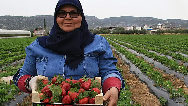 Kilosu 50 TL'ye kadar düştü: Çilekte açıkta hasat zamanı
