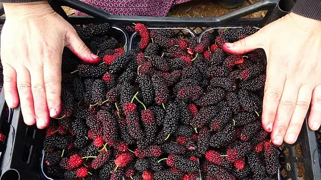 Kilosu 80 TL: Üreticisinin yüzünü güldüren meyve 'karadut'
