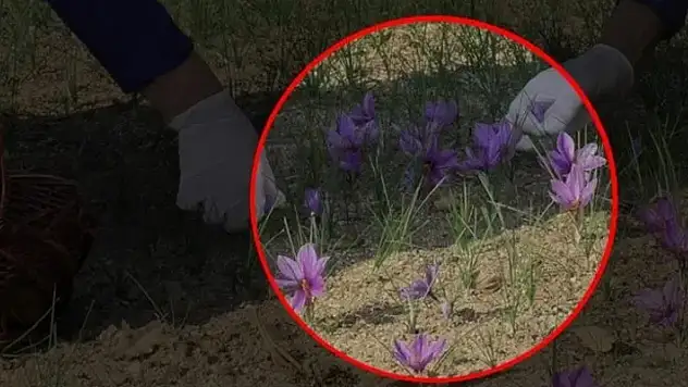 Kilosu tam tamına 600 bin TL! Dünyanın en pahalı baharatının o ilde hasadı başladı