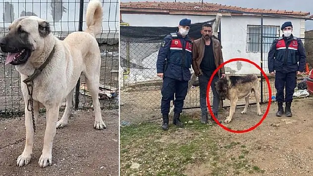 Kırıkkale'de çaldığı Kangal cinsi köpeği, tanınmaması için siyaha boyayıp Yozgat'taki ağabeyine götürmüş