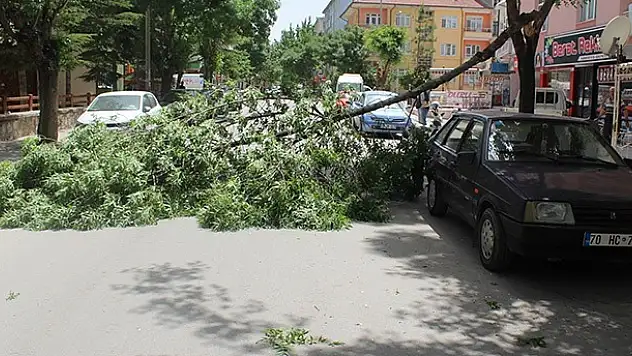 Kırılan dal yolu trafiğe kapattı