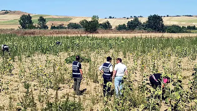 Kırklareli'de 2 milyon 161 bin kök Hint keneviri ele geçirildi

