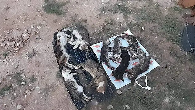 Kırklareli'nde barınakta 17 kedi ve köpek öldü adli, idari soruşturma başlatıldı
