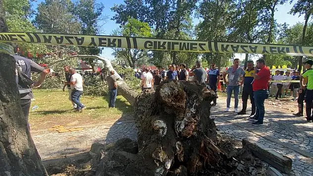 Kırkpınar'ın yapıldığı Sarayiçi'nde ağaç devrildi: 2 yaralı
