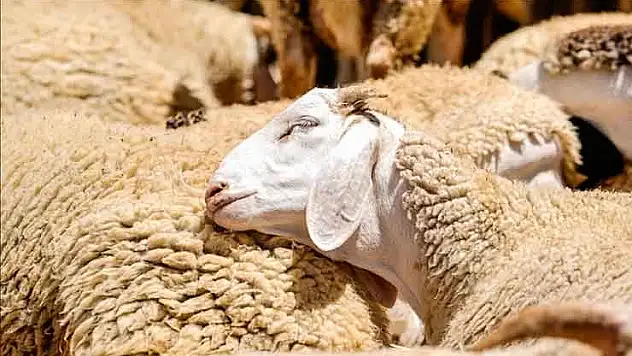 Kırsalda Bereket Küçükbaş Hayvancılığa Destek Projesi'ne başvurular başlıyor