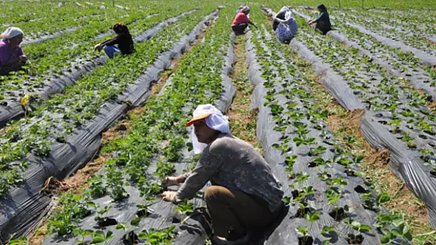 Kırsalda kalacaklara 100 bin lira hibe