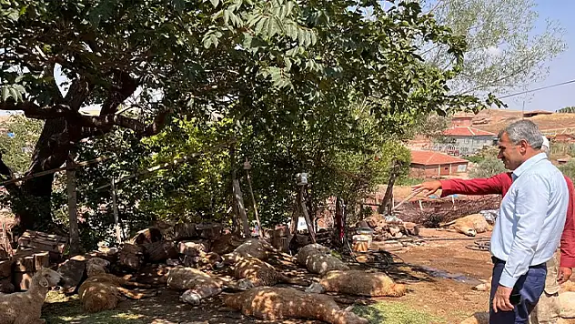 Kırşehir'de hayvanlar içtikleri sudan zehirlenerek telef oldu
