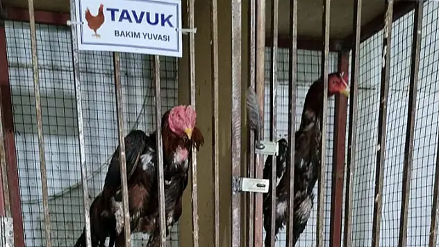 Kırşehir'de horoz dövüşüne 36 gözaltı

