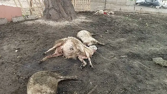 Kırşehir'de mandırıya giren kurtlar, 40 koyunu öldürdü

