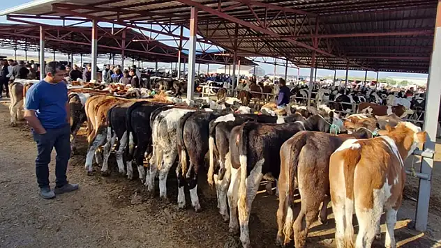 Kırşehir'de canlı hayvan pazarı, 'şap' gerekçesiyle geçici olarak kapatıldı