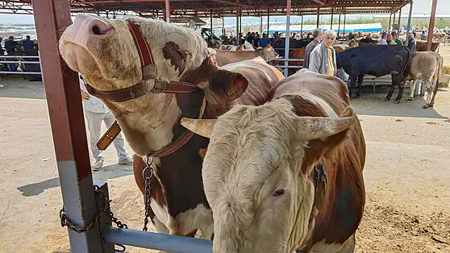 Kırşehir'de kurban pazarının en büyüğü 1 tonluk 'Paşa', 230 bin TL'den satıldı