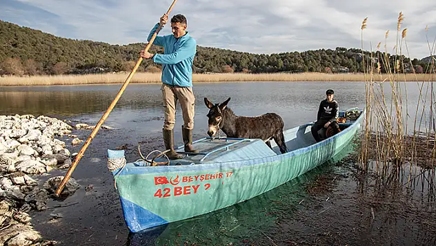 Kışı Hacı Akif adasında geçiren hayvanların, balıkçı tekneleriyle eve dönüş yolcuğu başladı