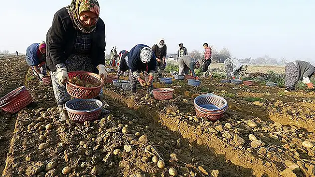 Kışlık patates tarlada 1,5 lira