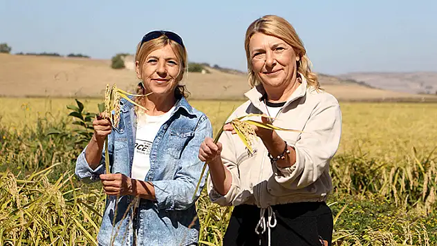 Kız kardeşler işlerini bırakıp 176 dönümlük alanda çeltik üretiyor
