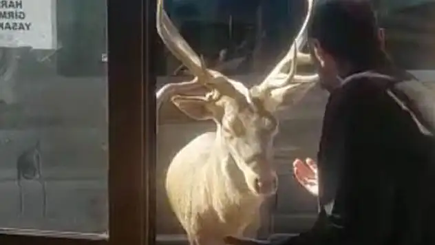 Kızıl geyik restoran önüne gelip yiyecek bekliyor

