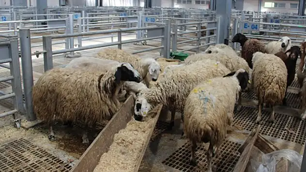 Kızılay'ın vekaletle kurban kesim bedeli 1050 lira
