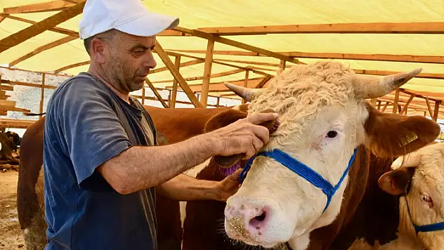 Kocaeli'de üç boğa toplam 680 bin liraya satıldı
