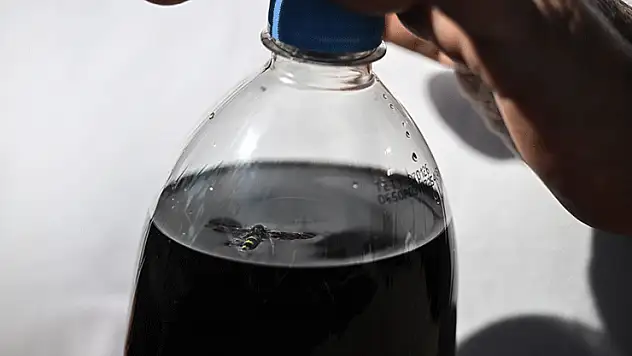 Kolasından ölü arı çıktı