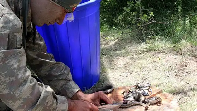 Komandoların arazi menüsü: Yılan, kurbağa ve tavuk