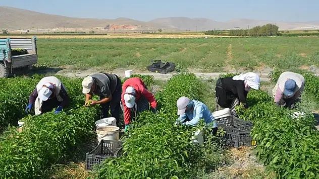 Konya Adabağ'da üretilen organik ürünler tarladan direkt halka ulaşıyor
