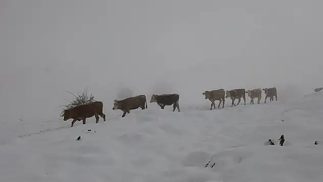 Konya Aladağ'da mayısta kar sürprizi