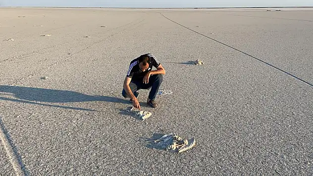 Konya- Ankara- Aksaray arasındaki Flamingo cenneti Tuz Gölü'nde binlerce flamingo öldü! Nedeni kaçak sulama mı?