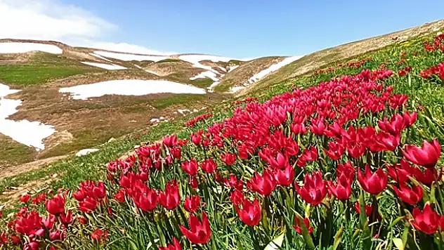 Konya - Antalya sınırındaki doğa harikası Eğrigöl'de açan çiçekler eşsiz görüntüler oluşturuyor