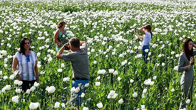 Konya- Antalya yolunda tatilcilere 'Afyon çiçeği' sürprizi